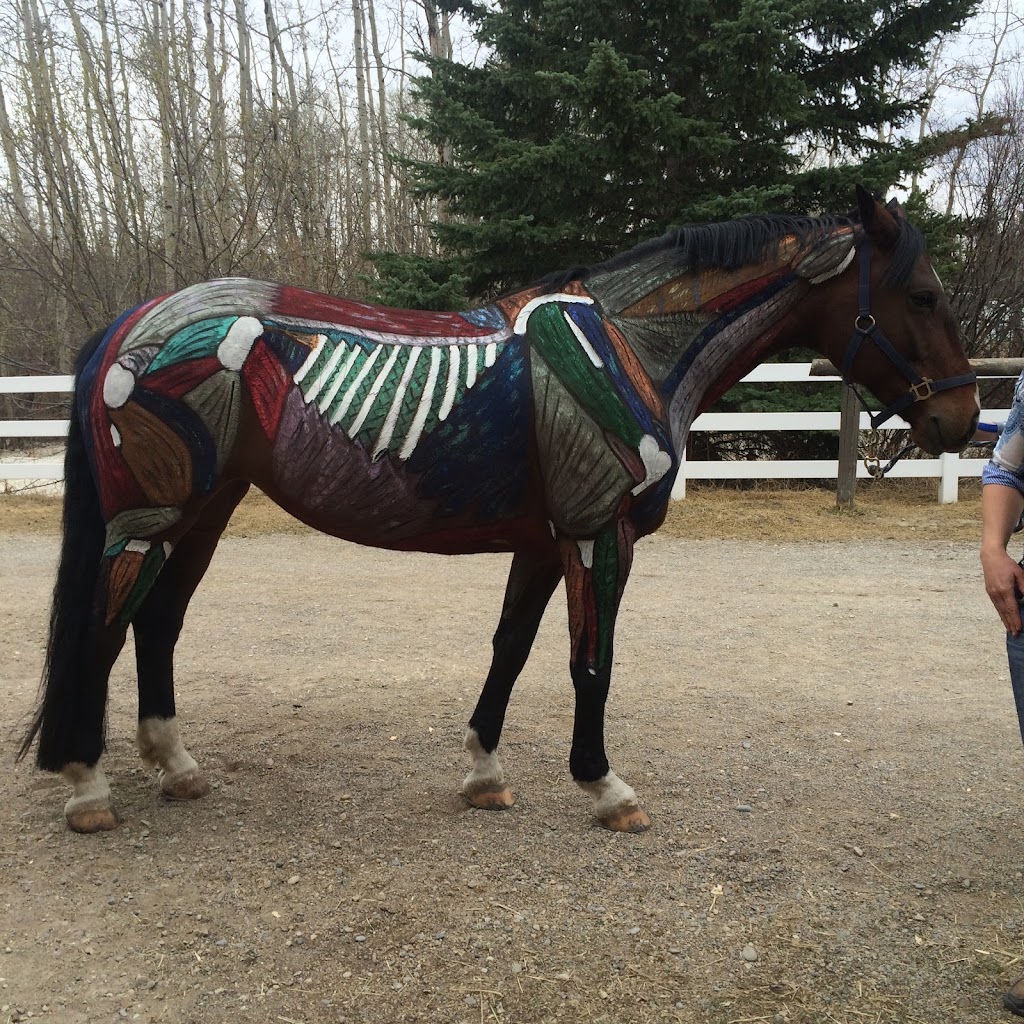 Takoda Equine Therapy | Box 5313 6105 twp rd 500 Berrymoor, Drayton Valley, AB T7A 1R5, Canada | Phone: (780) 621-6464