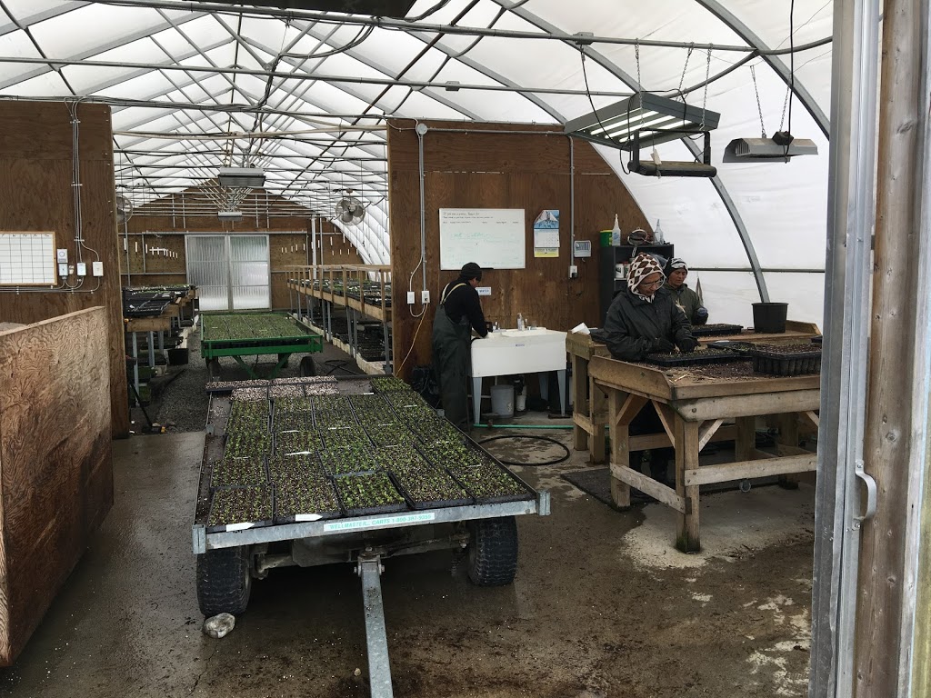 Peels Nurseries Ltd. | 35920 Pattison Rd, Fraser Valley F, BC V2V 4J1, Canada | Phone: (604) 820-7386