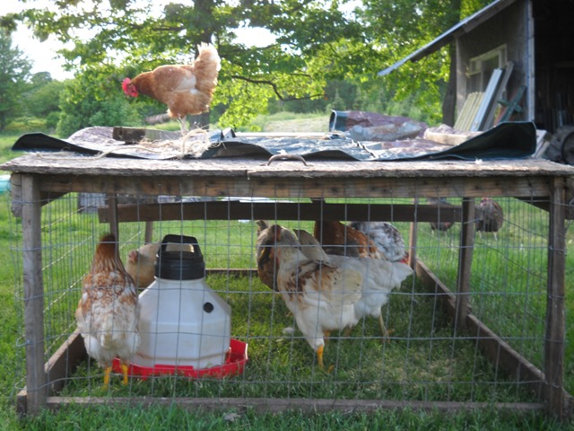 Wandering Moose Farms | 1579 Riley Rd, Franklin, VT 05457, USA | Phone: (802) 285-6844