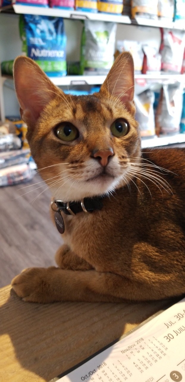 LAmie Des Animaux | Saint-Roch-de-lAchigan, QC J0K 3H0, Canada | Phone: (450) 588-0685