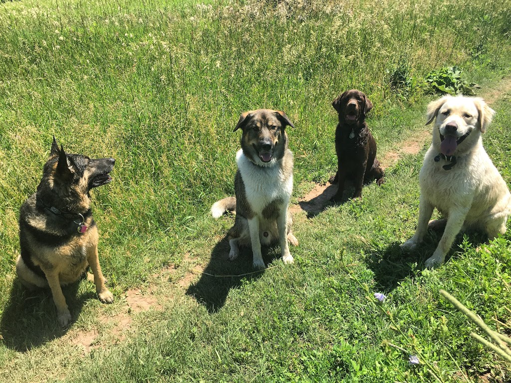 Puppy Dog Trails | 1358 Odessa Crescent, Oakville, ON L6H 1R8, Canada | Phone: (647) 376-7832