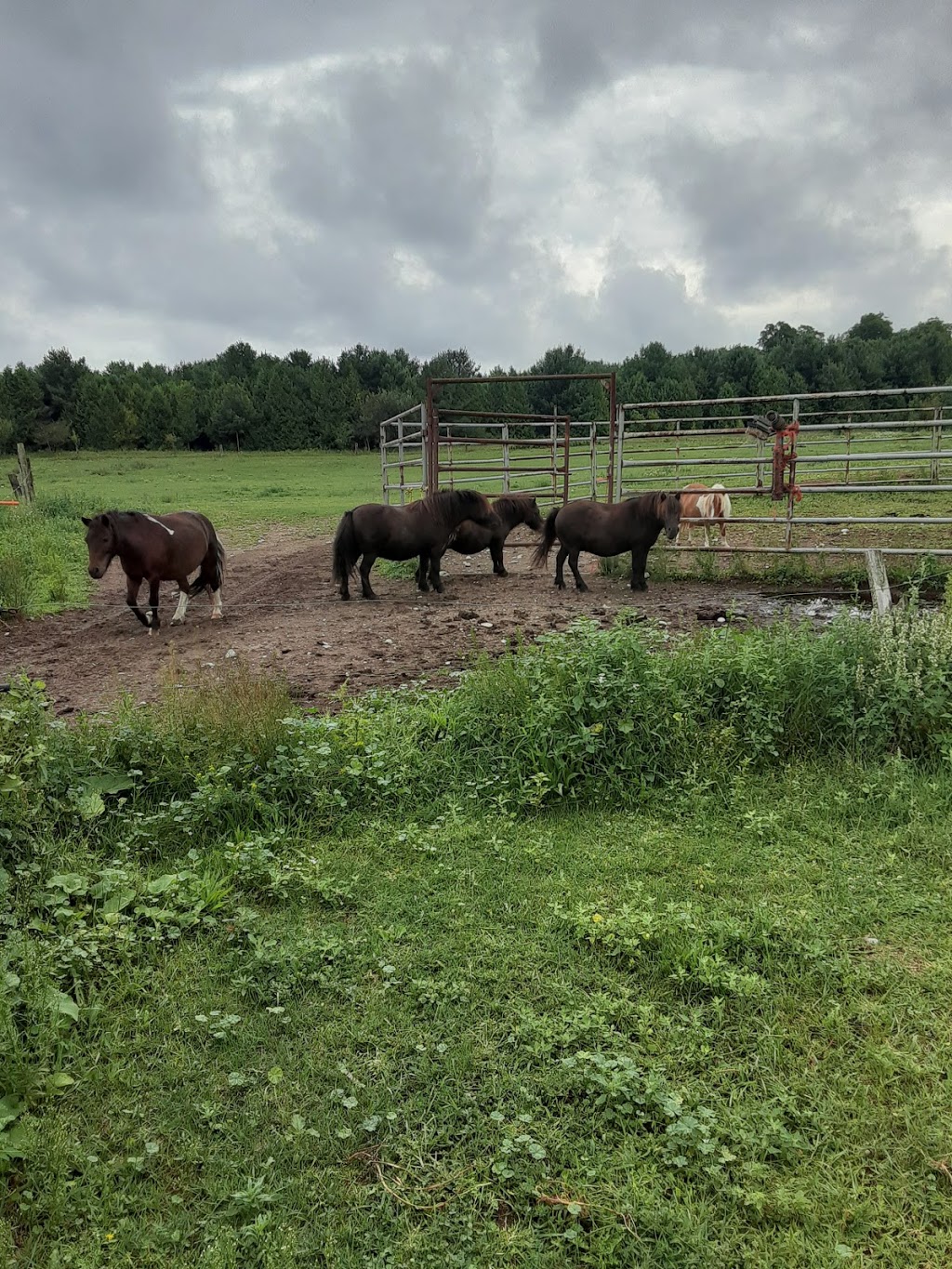 Home On the Range | 41073 Londesboro Rd, Londesborough, ON N0M 2H0, Canada | Phone: (519) 523-9478