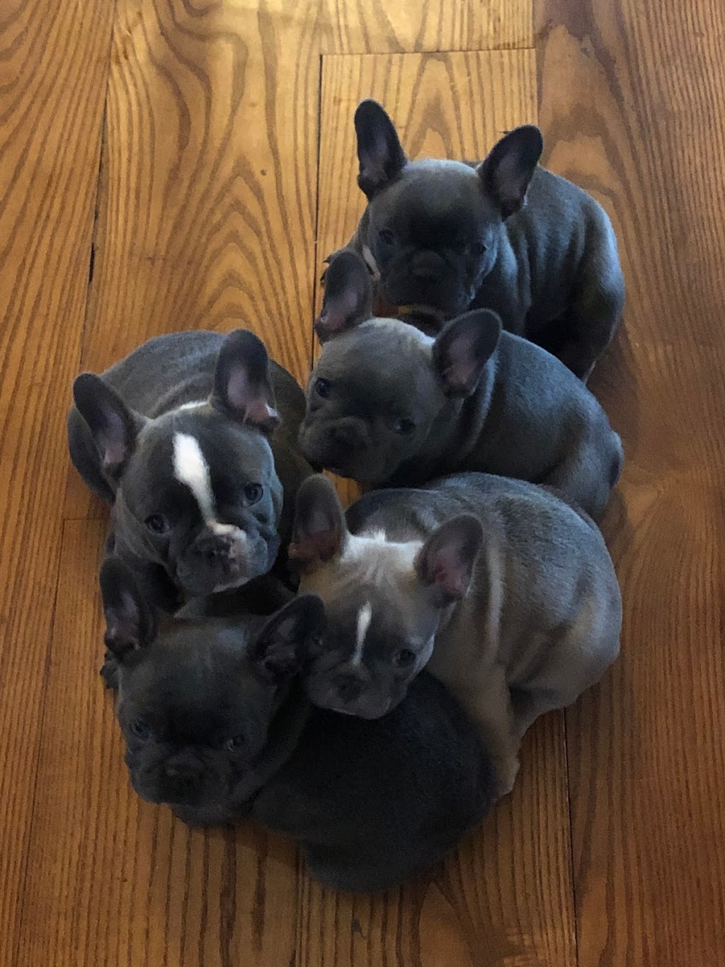 Unicorn French Bulldogs | Buckhorn Rd, Selwyn, ON K0L 2H0, Canada | Phone: (416) 755-0701