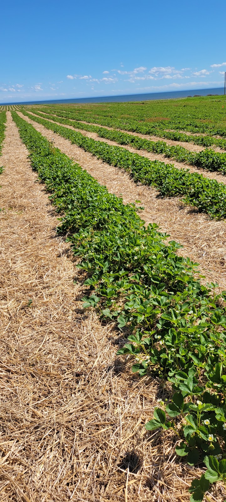 Shore Breeze Farm | 7533 PE-19, Bonshaw, PE C0A 1C0, Canada | Phone: (902) 393-2033