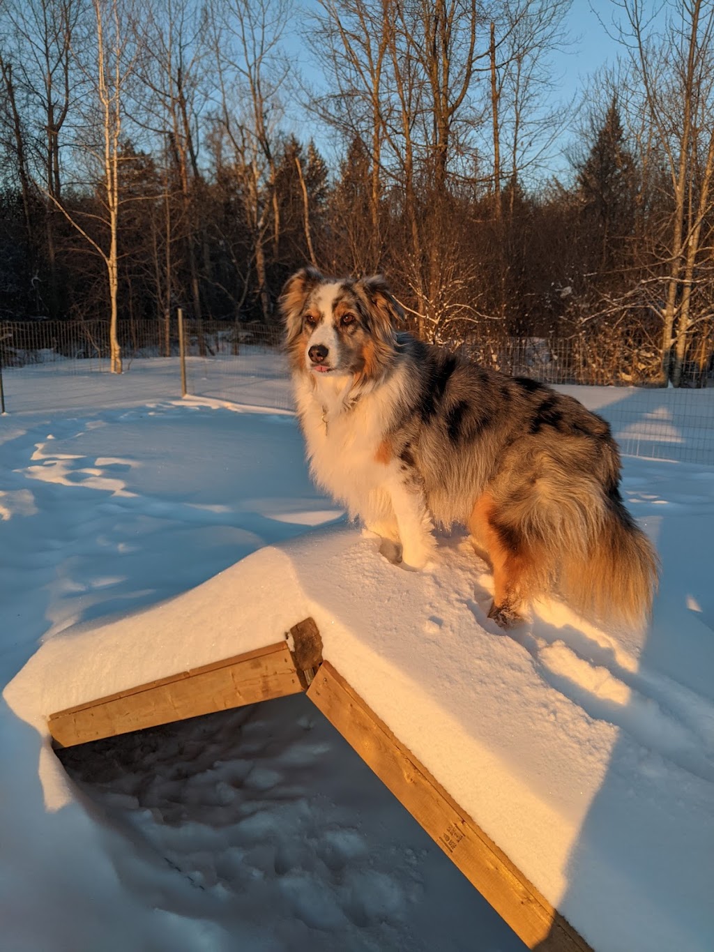 Country Canines Play Park - Carp Road | 8X8V+X6, Ottawa, ON K0A 1L0, Canada | Phone: (613) 878-2309