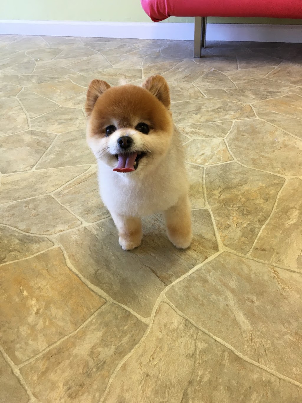 Dog Station Grooming Training & More | 160-1960 Como Lake Ave, Coquitlam, BC V3J 3R3, Canada | Phone: (604) 936-7297