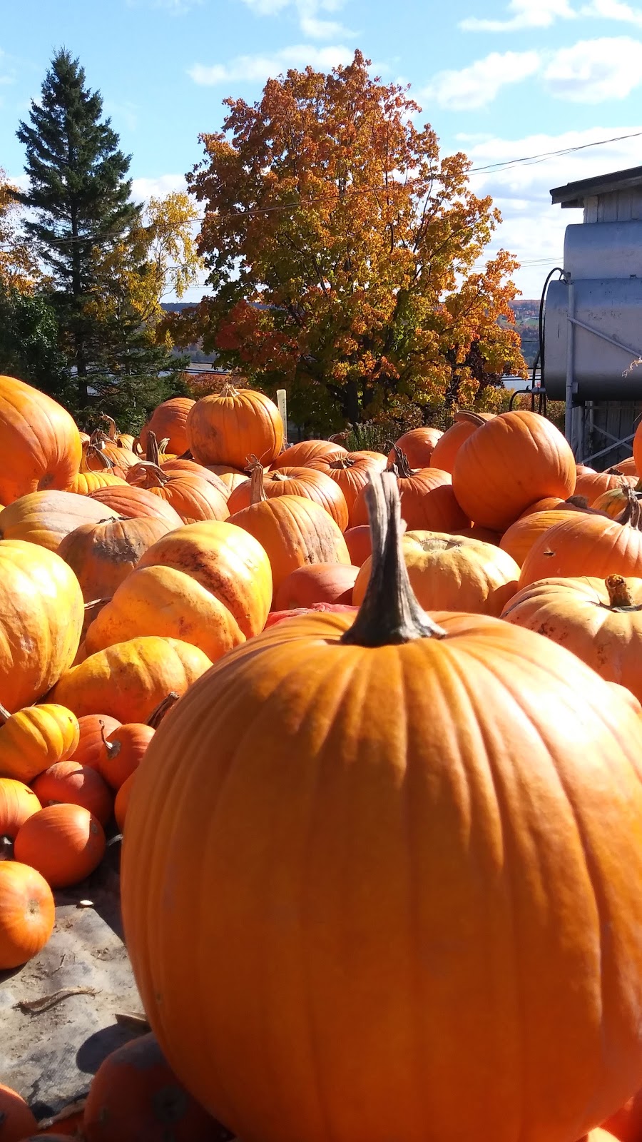 Ferme Le Comte De Roussy 6167 Ave Royale, L'AngeGardien, QC G0A 2K0