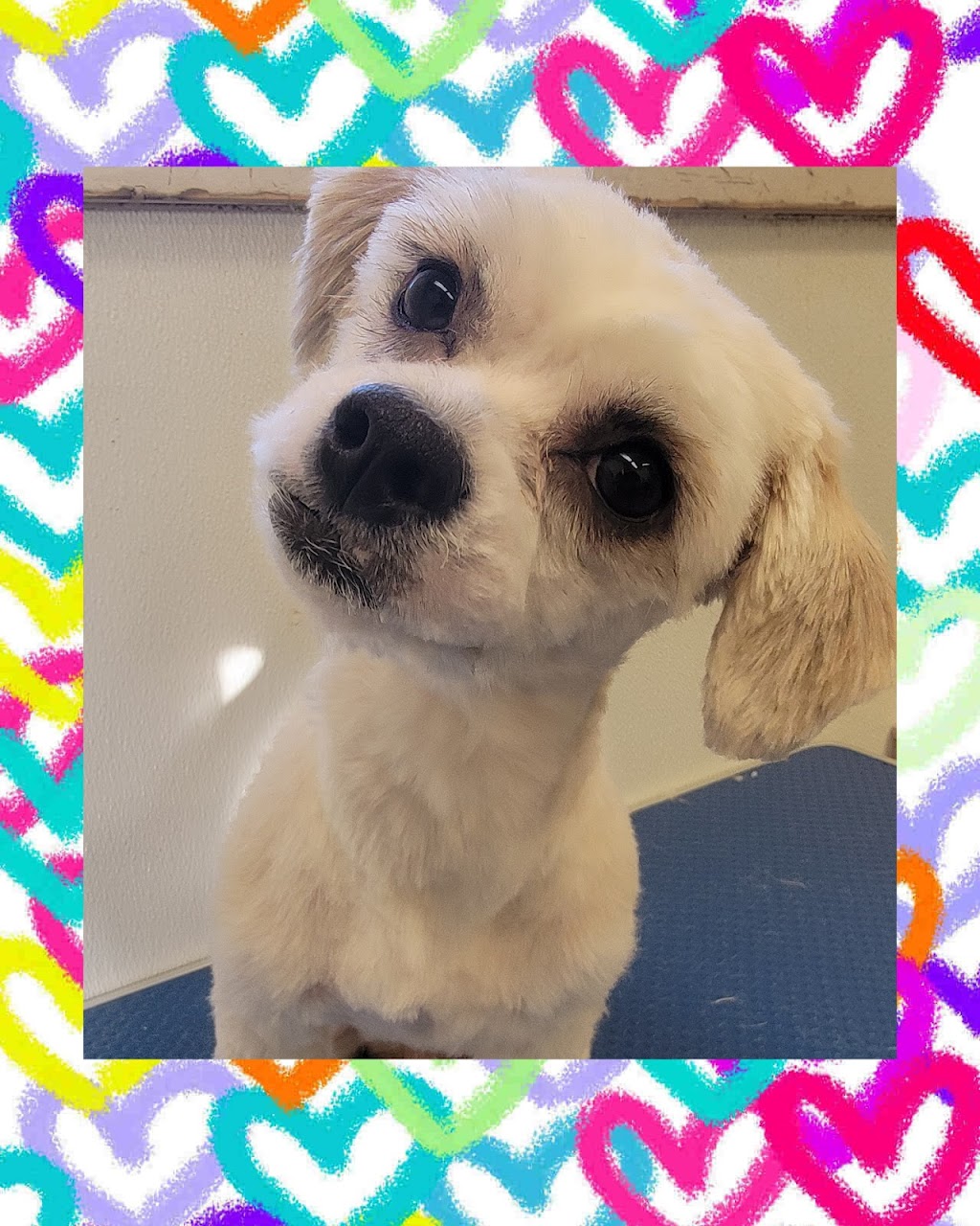 Queen of Hearts Pet Grooming | 19005 Township Rd 520, Tofield, AB T0B 4J0, Canada | Phone: (587) 594-5748