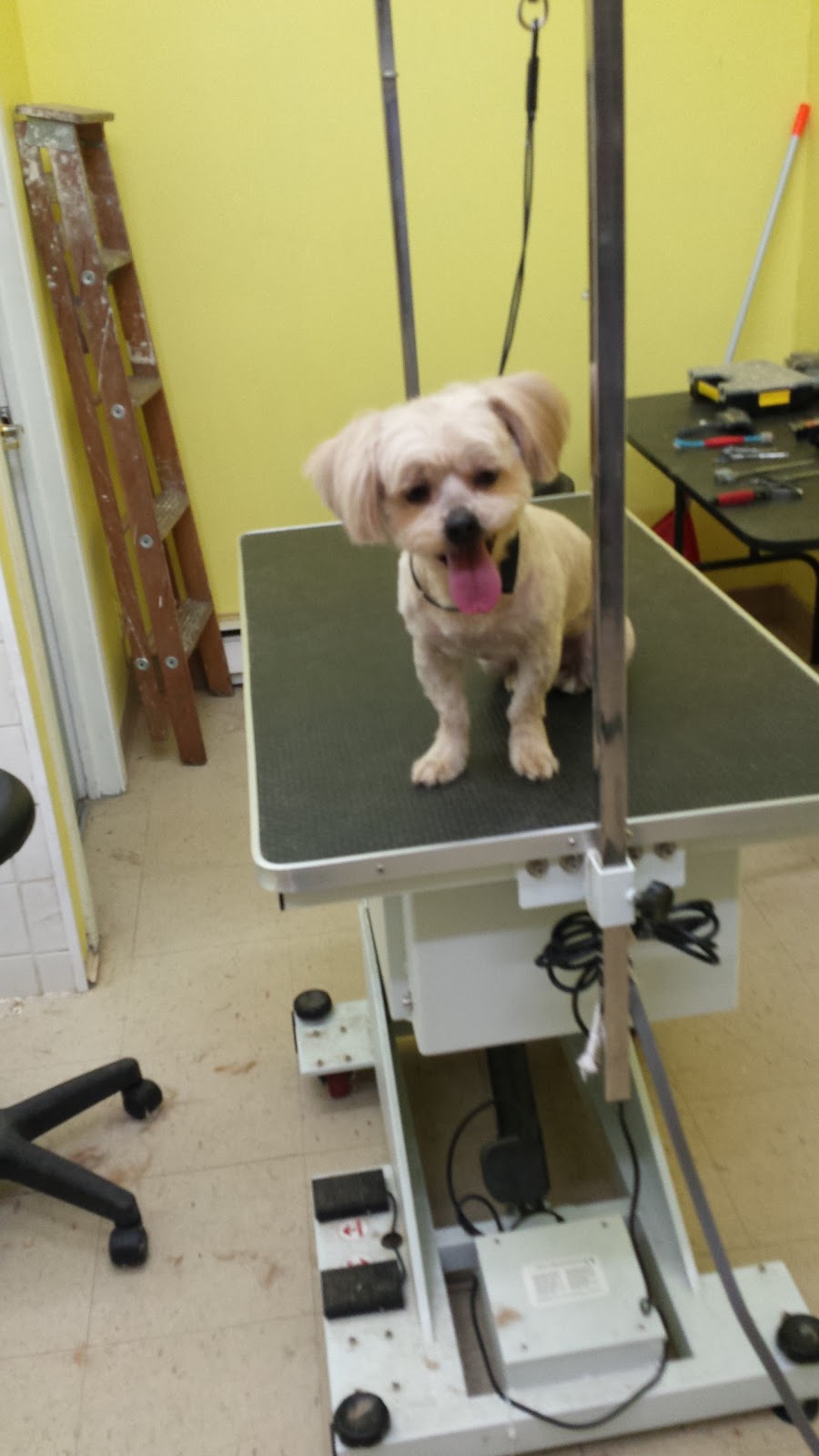 Les Quatre Pattes Propres | 10382 Boul Gouin O, Roxboro, QC H8Y 1S3, Canada | Phone: (514) 969-7387