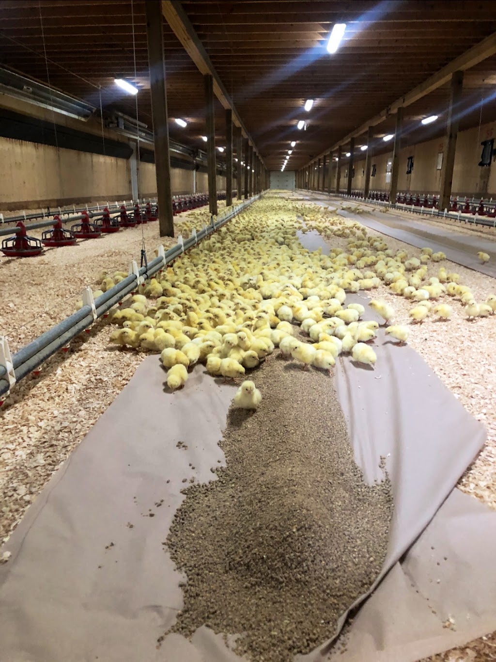 Ferme JLH inc | 211 Rang Sainte-Sophie, Oka, QC J0N 1E0, Canada | Phone: (450) 479-8762