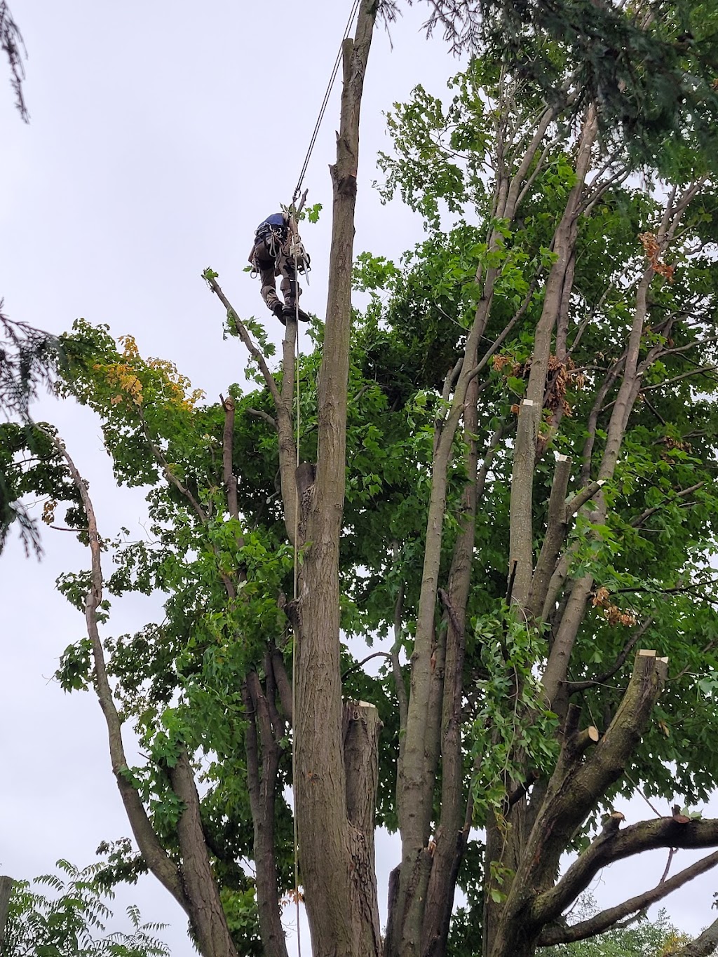 BOSSDAWG TREE REMOVALS | 362 Main St Apt 2, Deseronto, ON K0K 1X0, Canada | Phone: (613) 848-8326