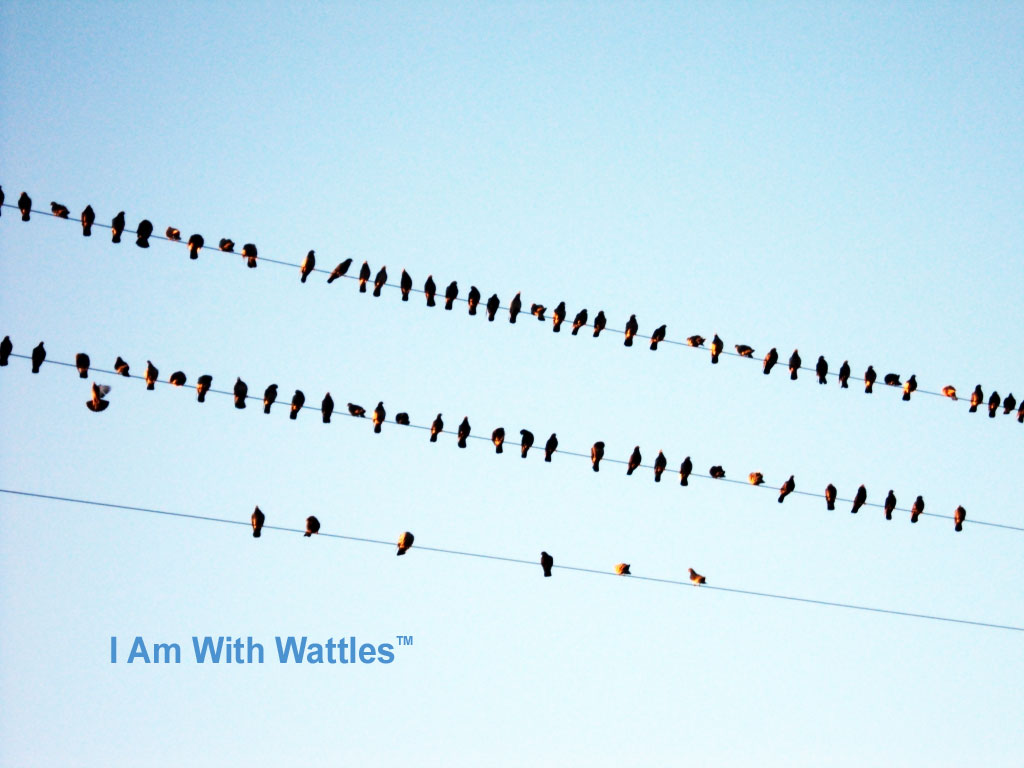 WallaceDWattles.org | 51 Poplar St, Simcoe, ON N3Y 1B1, Canada | Phone: (647) 693-1168