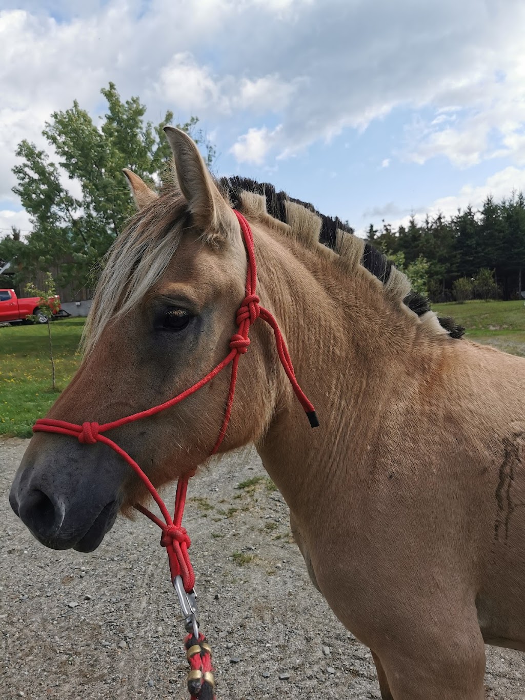Area Equestrian Boisvert | 265 Chem. Principal, Lac-Drolet, QC G0Y 1C0, Canada | Phone: (418) 633-1816