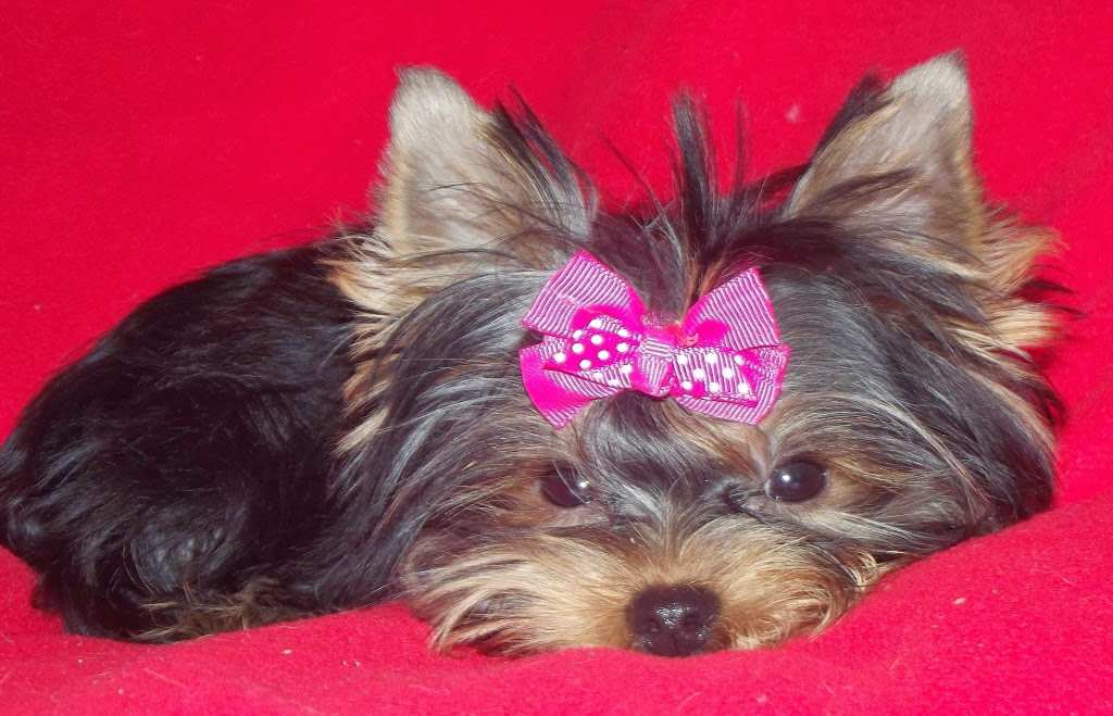 Pizzazz Pups | Silver St, Saint Anns, ON L0R 1Y0, Canada | Phone: (905) 386-0904