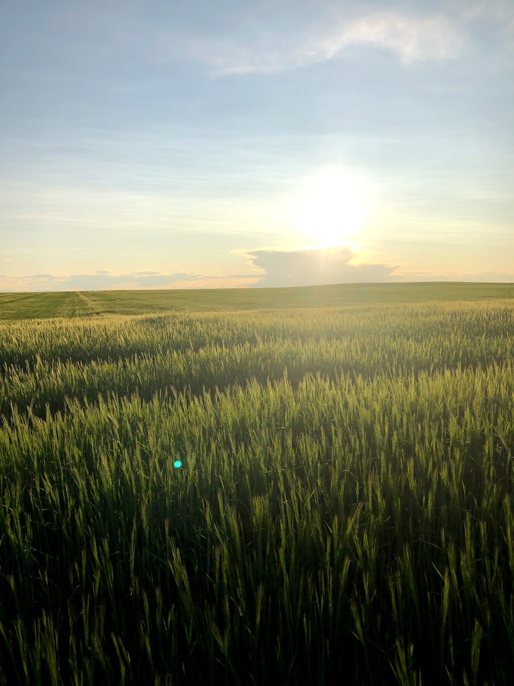 Taylor Farms | RR1, Carstairs, AB T0M 0N0, Canada | Phone: (587) 223-4297