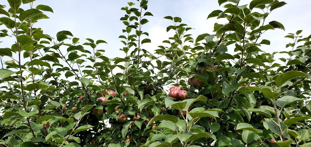Bostwicks Family Orchard | 36 Bostwick Rd, Kingston, NB E5N 1A3, Canada | Phone: (506) 763-2943