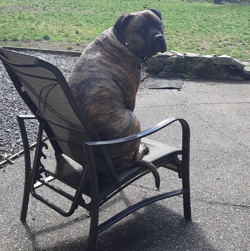 Alpha Dog House Training and Pet Care | 7923 Northwind Dr, Lantzville, BC V0R 2H0, Canada | Phone: (250) 618-1580