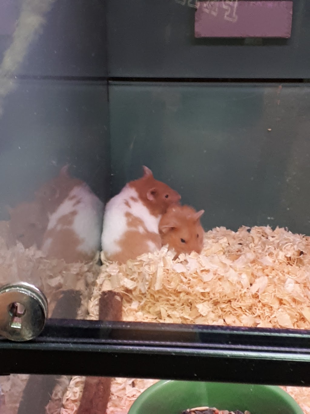 Pet Valu | 120 Thames St N, Ingersoll, ON N5C 4B1, Canada | Phone: (519) 425-1544