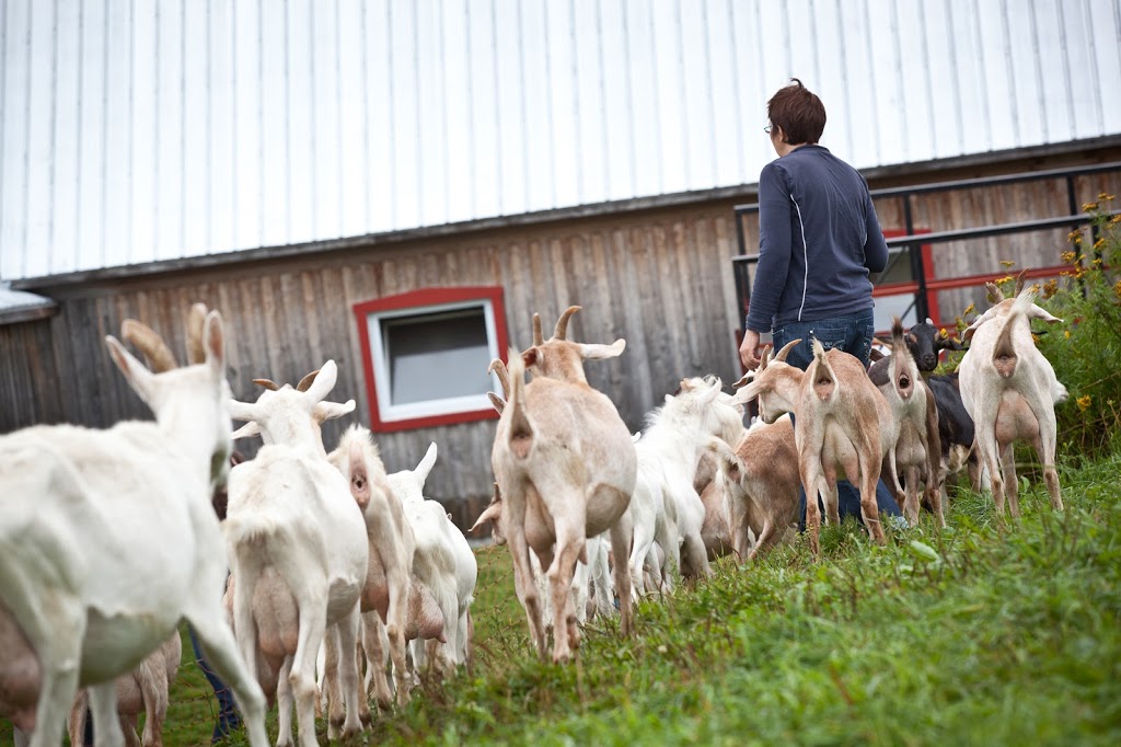 CASSIS ET MÉLISSE | 212 Rang de la Pointe-Lévis, Saint-Damien-de-Buckland, QC G0R 2Y0, Canada | Phone: (418) 789-3137
