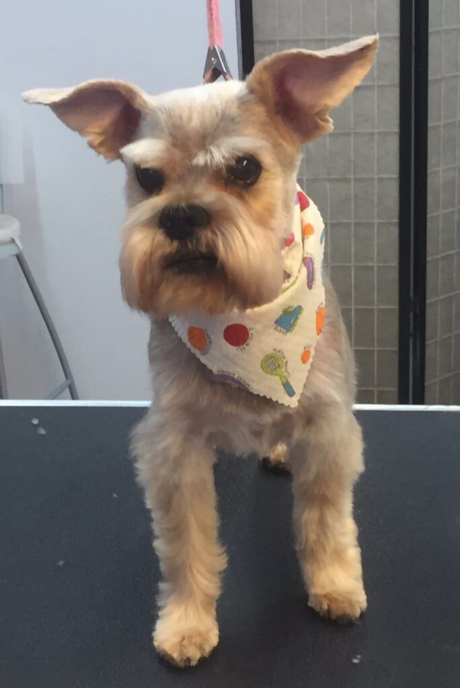 Dog Grooming Calgary | 2106, 380 Canyon Meadows Dr SE, Calgary, AB T2J 7C3, Canada | Phone: (587) 997-6274