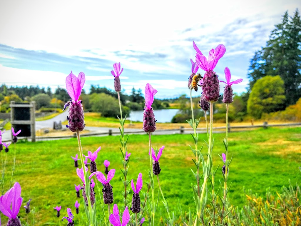 Pelindaba Lavender Farm | 45 Hawthorne Ln, Friday Harbor, WA 98250, USA | Phone: (360) 378-4248
