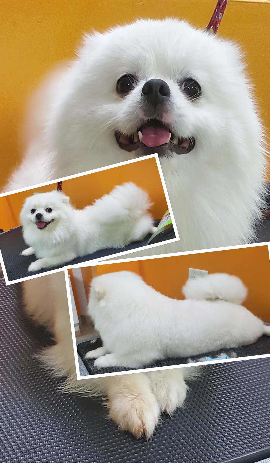Pet Solutions Canada | 3350 Dufferin St, North York, ON M6A 3A4, Canada | Phone: (416) 787-3200