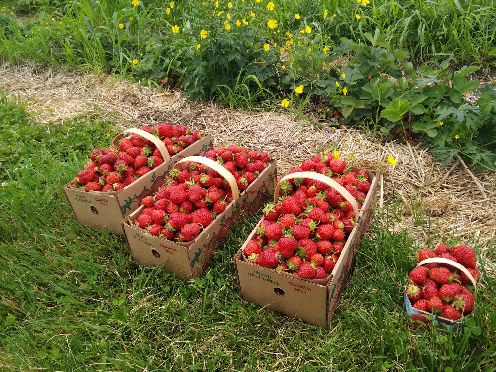 Jean Yves Gamelin Farm | 188 Rang du Chenal Tardif, Pierreville, QC J0G 1J0, Canada | Phone: (450) 568-2654