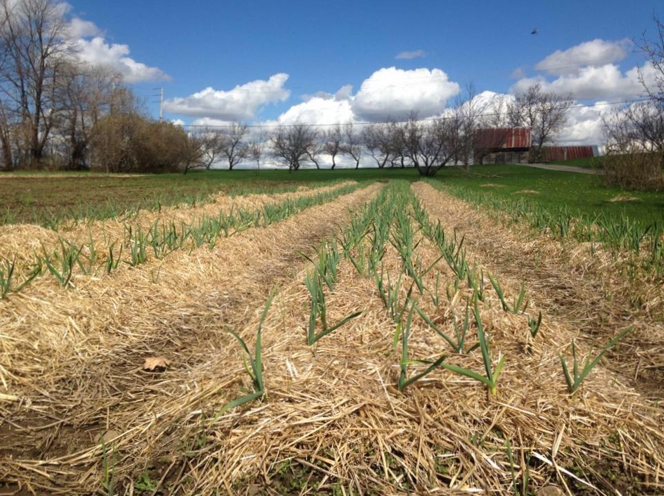 Lépouvant-ail fermette écologique | 1790 34e Avenue, Saint-Polycarpe, QC J0P 1X0, Canada | Phone: (450) 288-4731