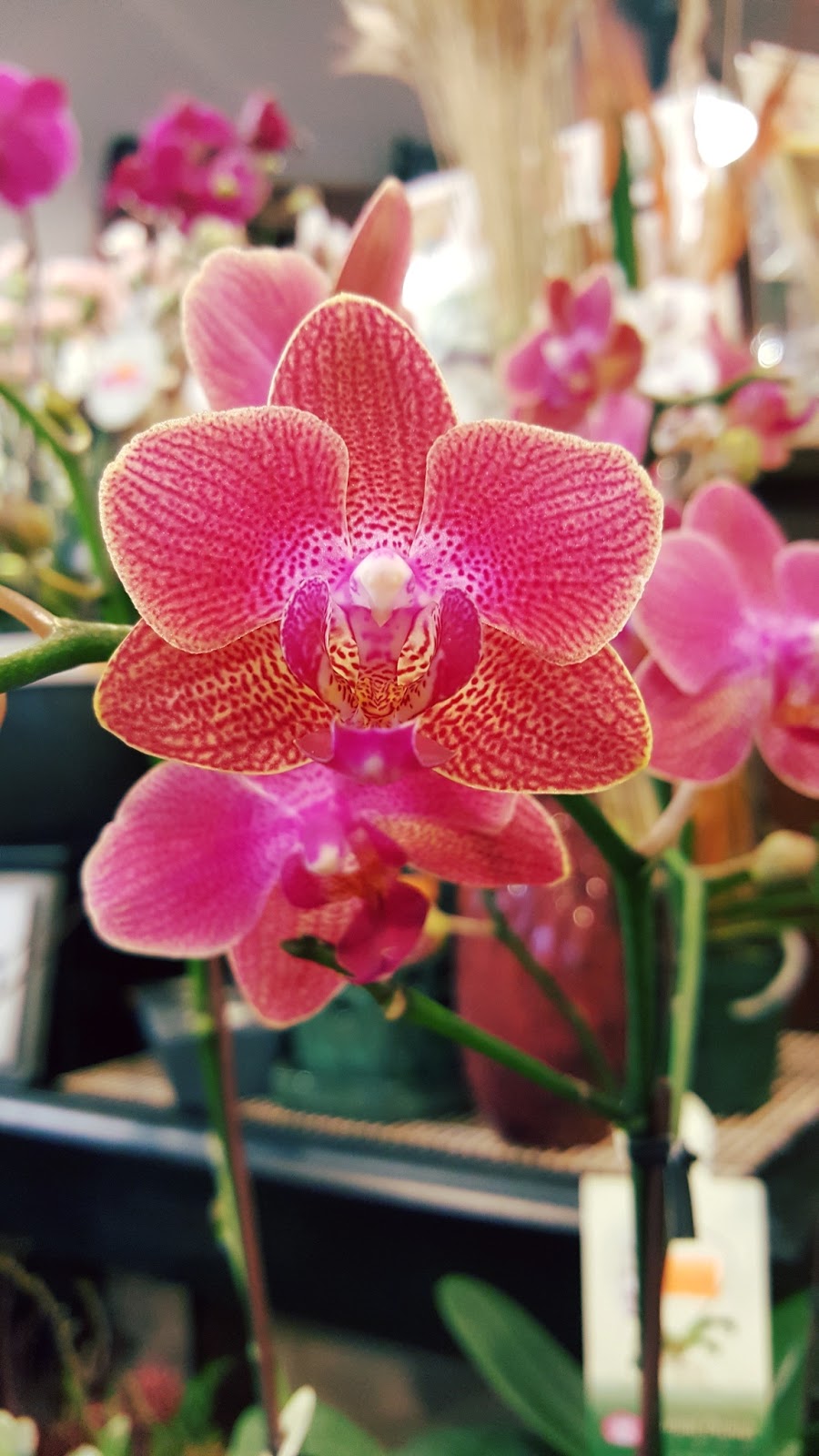 Flower Vancouver | 3284 E Georgia St, Vancouver, BC V5K 2L3, Canada | Phone: (604) 417-4466