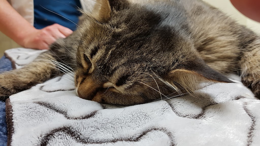 VCA Canada Kingsway Animal Hospital | 1770 King St E, Hamilton, ON L8K 1V7, Canada | Phone: (905) 547-1206