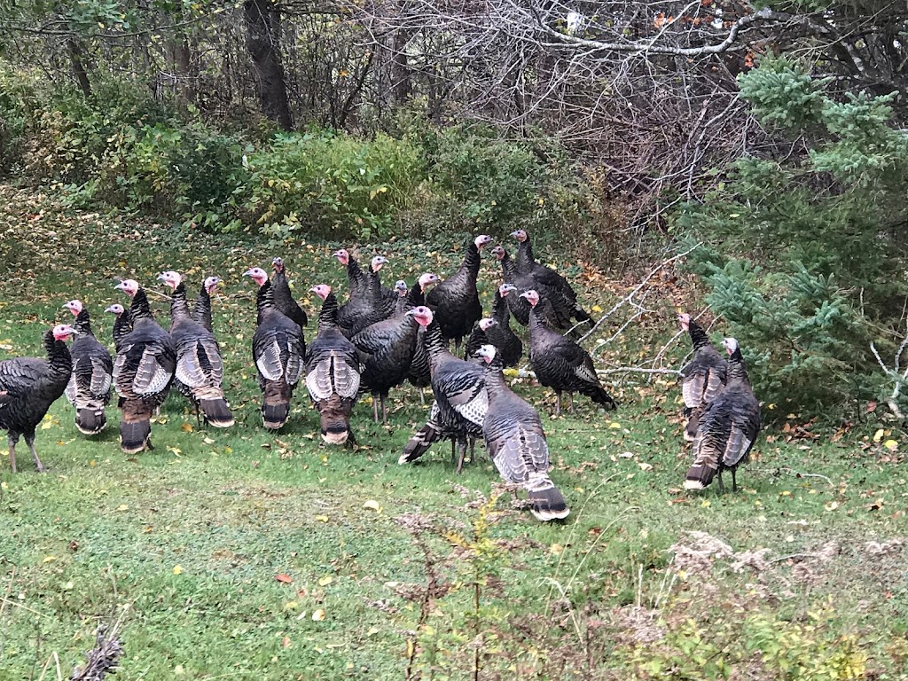 Marshville Hunting Preserve | 152 Gregg Lane, River John, NS B0K 1N0, Canada | Phone: (902) 456-3888