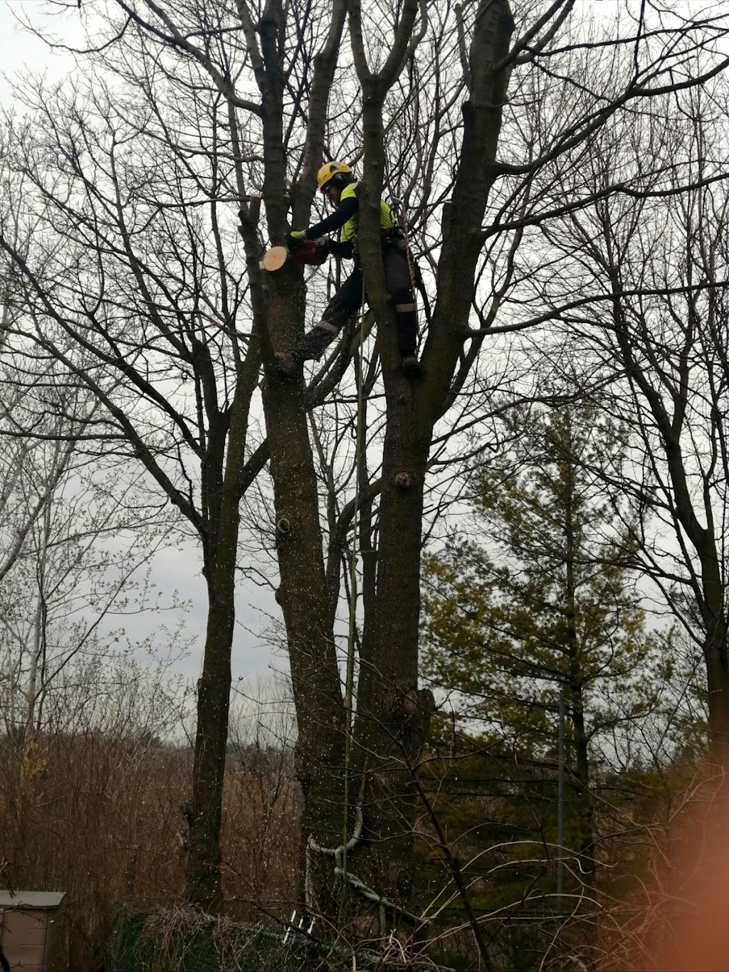 Columbus Tree Services | 20 Columbus Rd W, Oshawa, ON L1G 0G6, Canada | Phone: (416) 670-9851