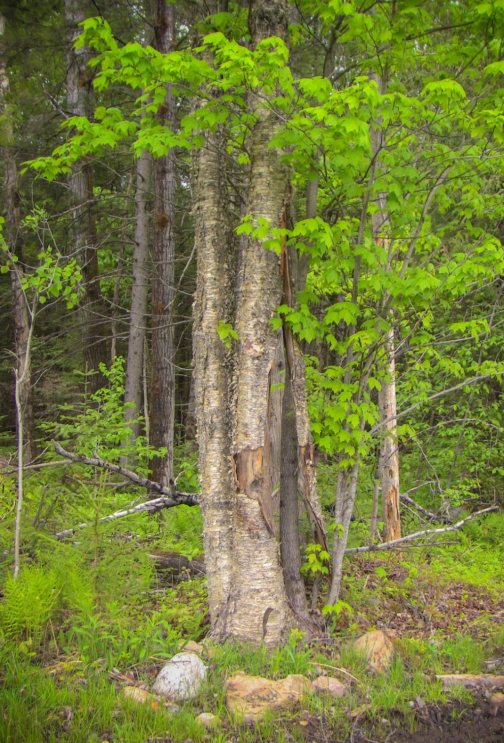 Sentier de quads et motoneiges | 1re Avenue Sainte-Catherine, Saint-Jean-de-Matha, QC J0K 2S0, Canada | Phone: (438) 499-4419