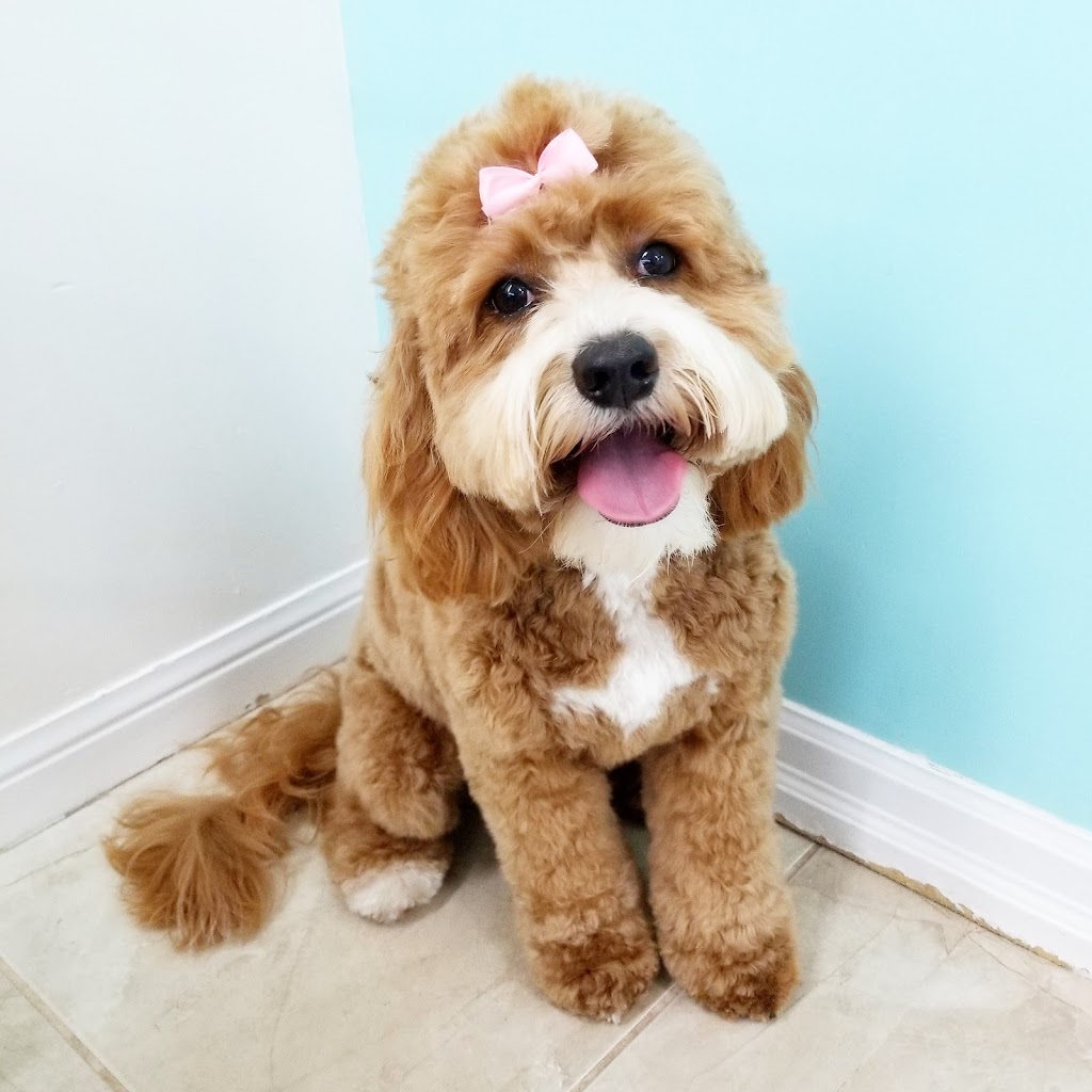 Poochies Paradise Spa | 2713 Bur Oak Ave Unit 2, Markham, ON L6B 1K7, Canada | Phone: (905) 910-1022
