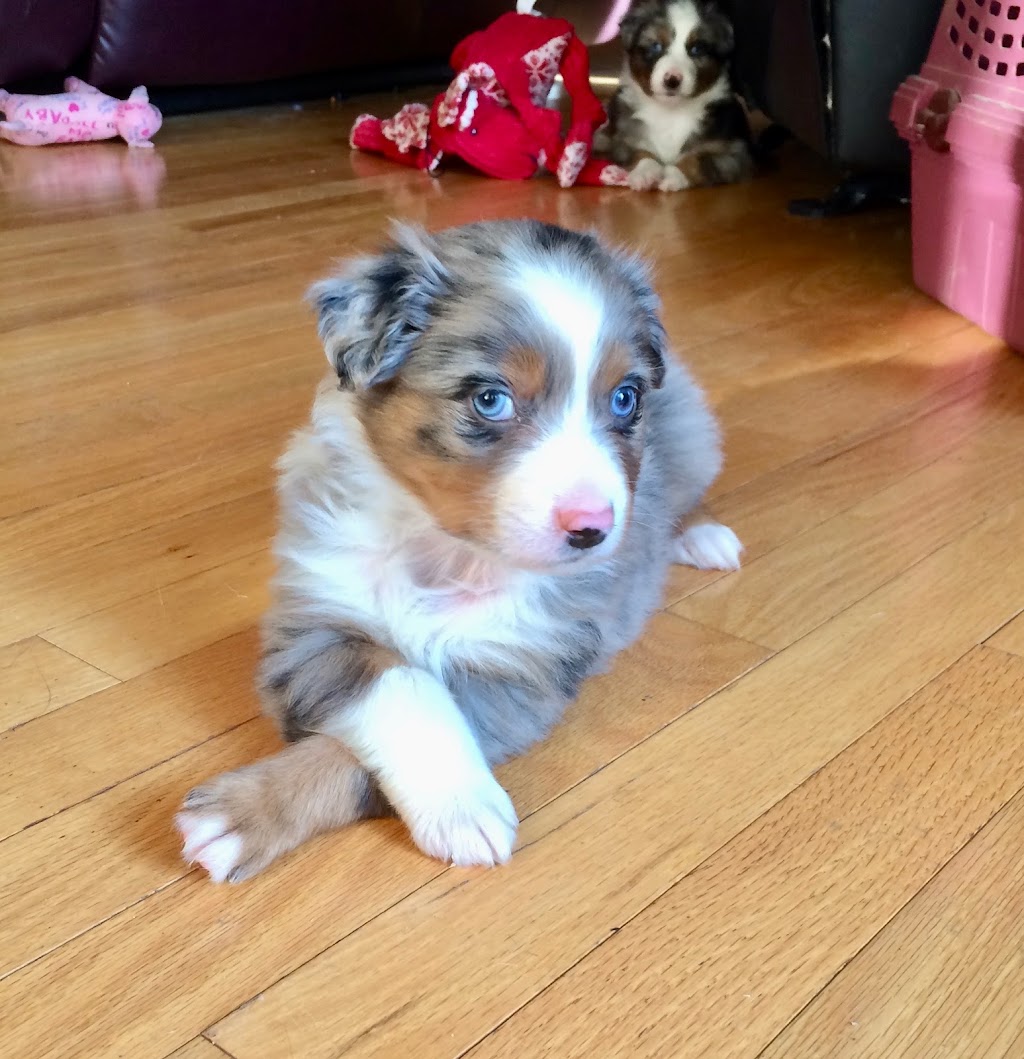 Ravine Acres Miniature Australian Shepherds | Box 258, Merville, BC V0R 2M0, Canada | Phone: (780) 387-8697