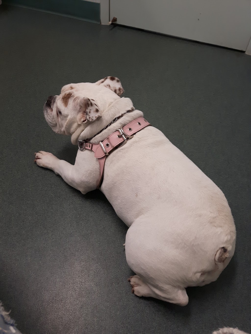 Galt Animal Hospital | 156 Hespeler Rd, Cambridge, ON N1R 6V7, Canada | Phone: (519) 621-1980