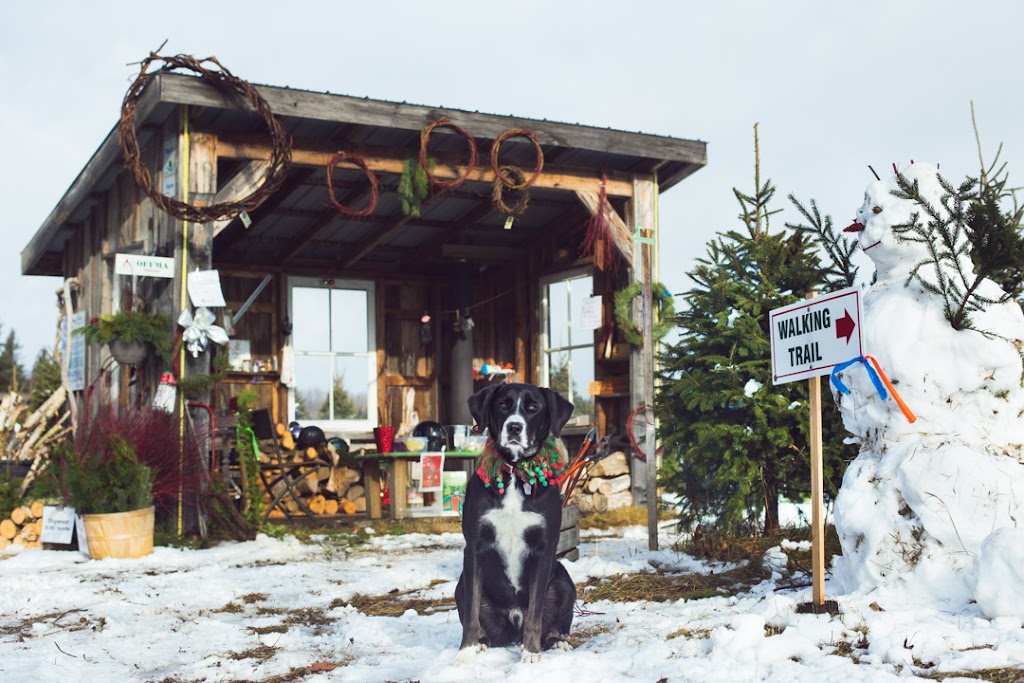 Barretts Christmas Tree Farm | 3141 Williamson Rd, Cobourg, ON K9A 4J7, Canada | Phone: (905) 342-2622
