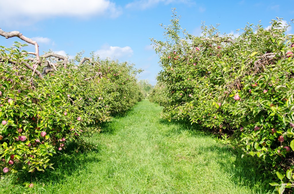Carl Laidlaw Orchards | 9496 Heritage Rd, Brampton, ON L6X 0A1, Canada | Phone: (905) 456-2095