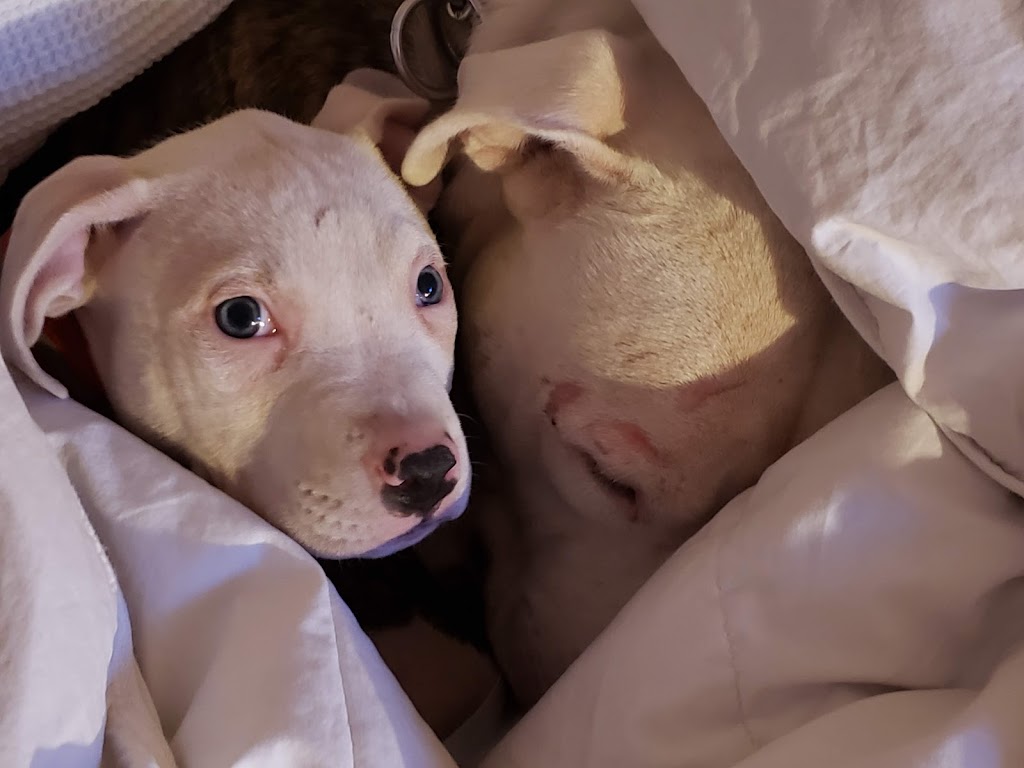 Mega Pitty Pitbulls | 17925 56a Ave, Surrey, BC V3S 4H5, Canada | Phone: (604) 835-7769