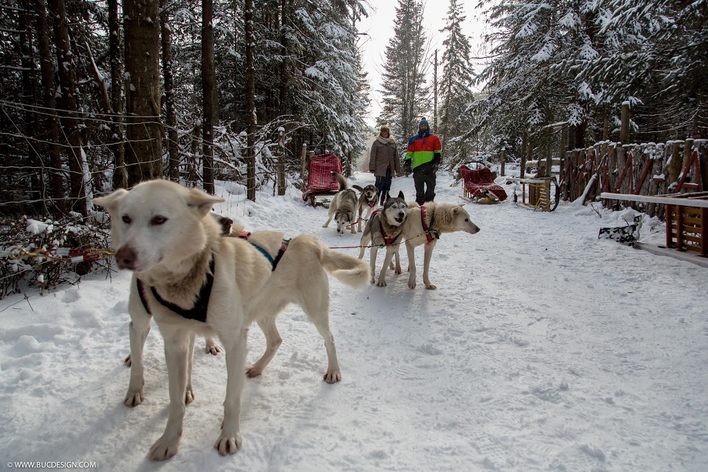 Alaskan Aventure | 77 Chemin de la Montagne, Barkmere, QC J0T 1A0, Canada | Phone: (819) 425-1787
