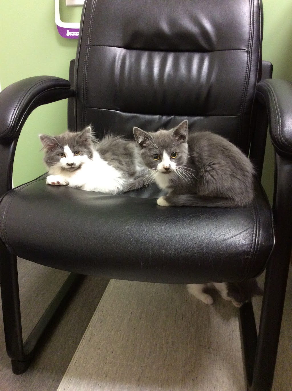 Corydon Animal Hospital | 1675 Corydon Ave, Winnipeg, MB R3N 0J8, Canada | Phone: (204) 488-4577