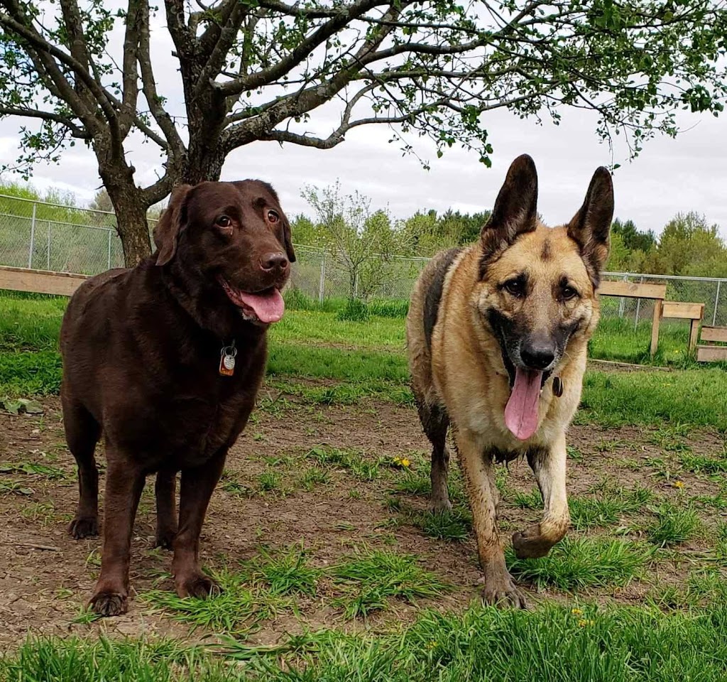 Loyalist Barkway Boarding Kennels | 9675 ON-33, Bath, ON K0H 1G0, Canada | Phone: (613) 777-5024