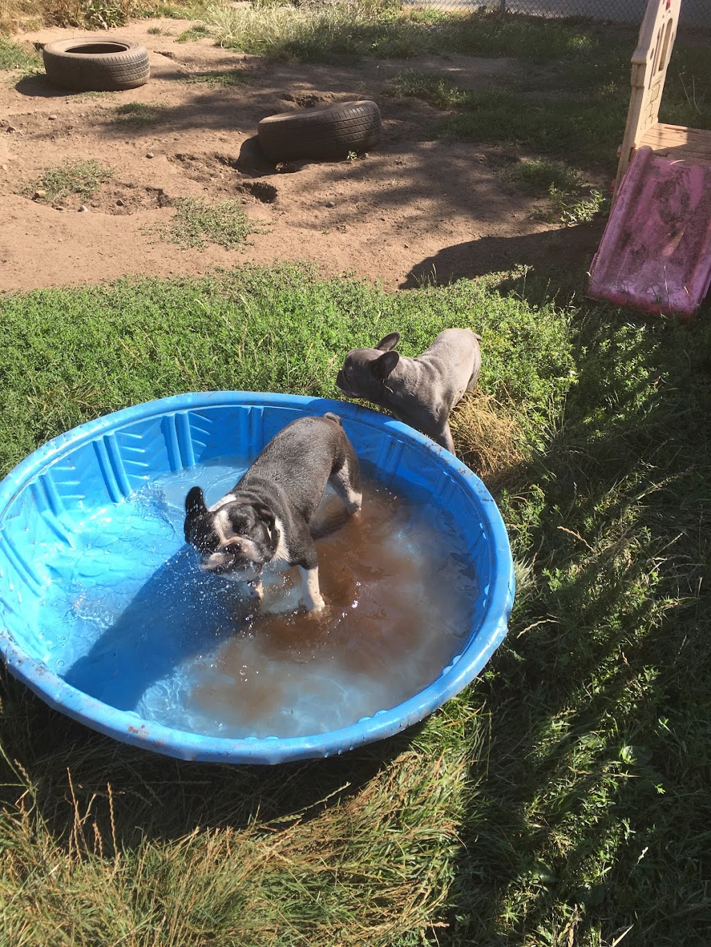 Barks and Recreation Canine Services | 2027 174 St, Surrey, BC V3Z 9Z8, Canada | Phone: (778) 291-2275