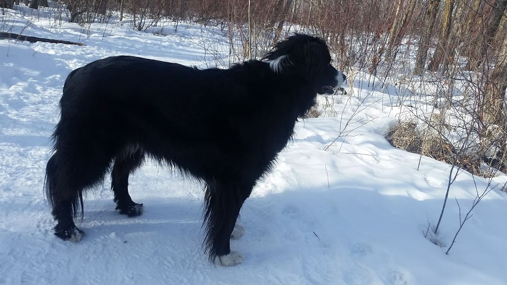 Buena Vista Dog Park | 7821-7823 131 St NW, Edmonton, AB T5R 3N3, Canada