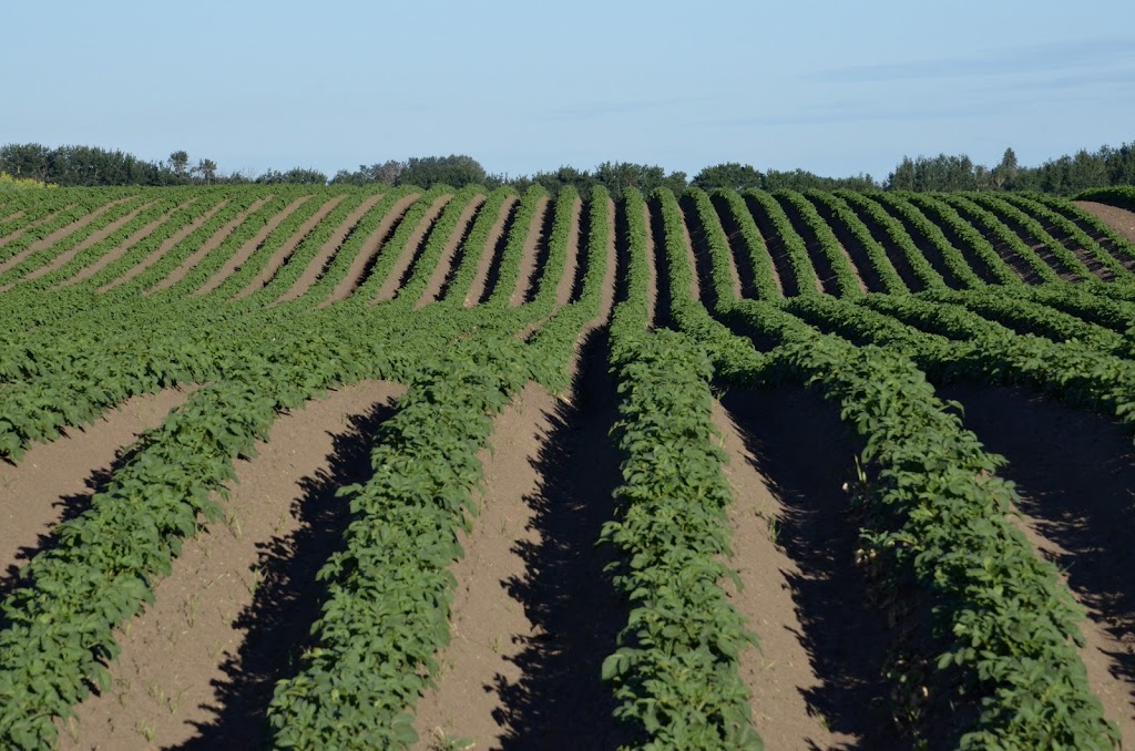 Solanum International Inc. | 4 Legend Trail, Stony Plain, AB T7Z 0B1, Canada | Phone: (780) 963-6708