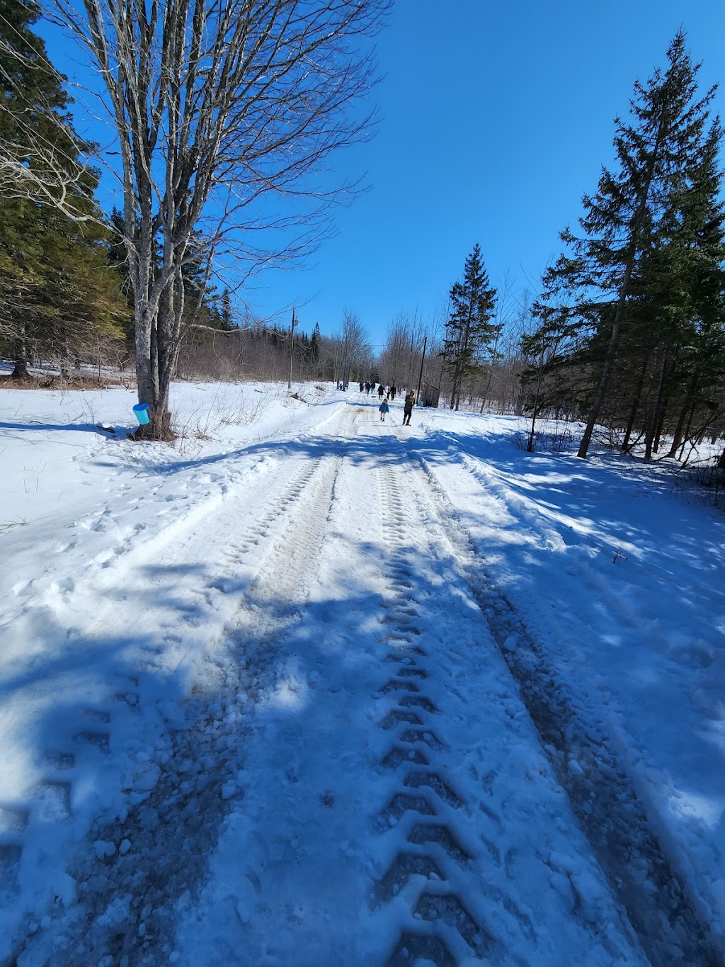 Produits d'érable Château Scoudouc Maple Products 2858 NB132