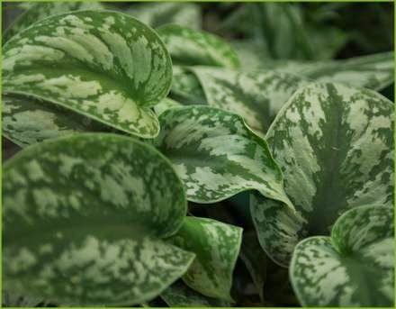 Delorme Garden Center | 3667 Rue Queen, Rawdon, QC J0K 1S0, Canada | Phone: (450) 834-6764