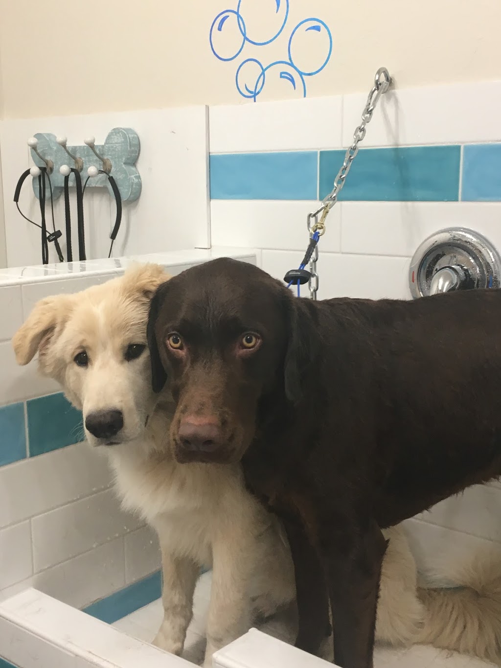 Beach Paws Dog Grooming | 5784 Bradbury Rd, Nanaimo, BC V9T 6R2, Canada | Phone: (250) 327-4882