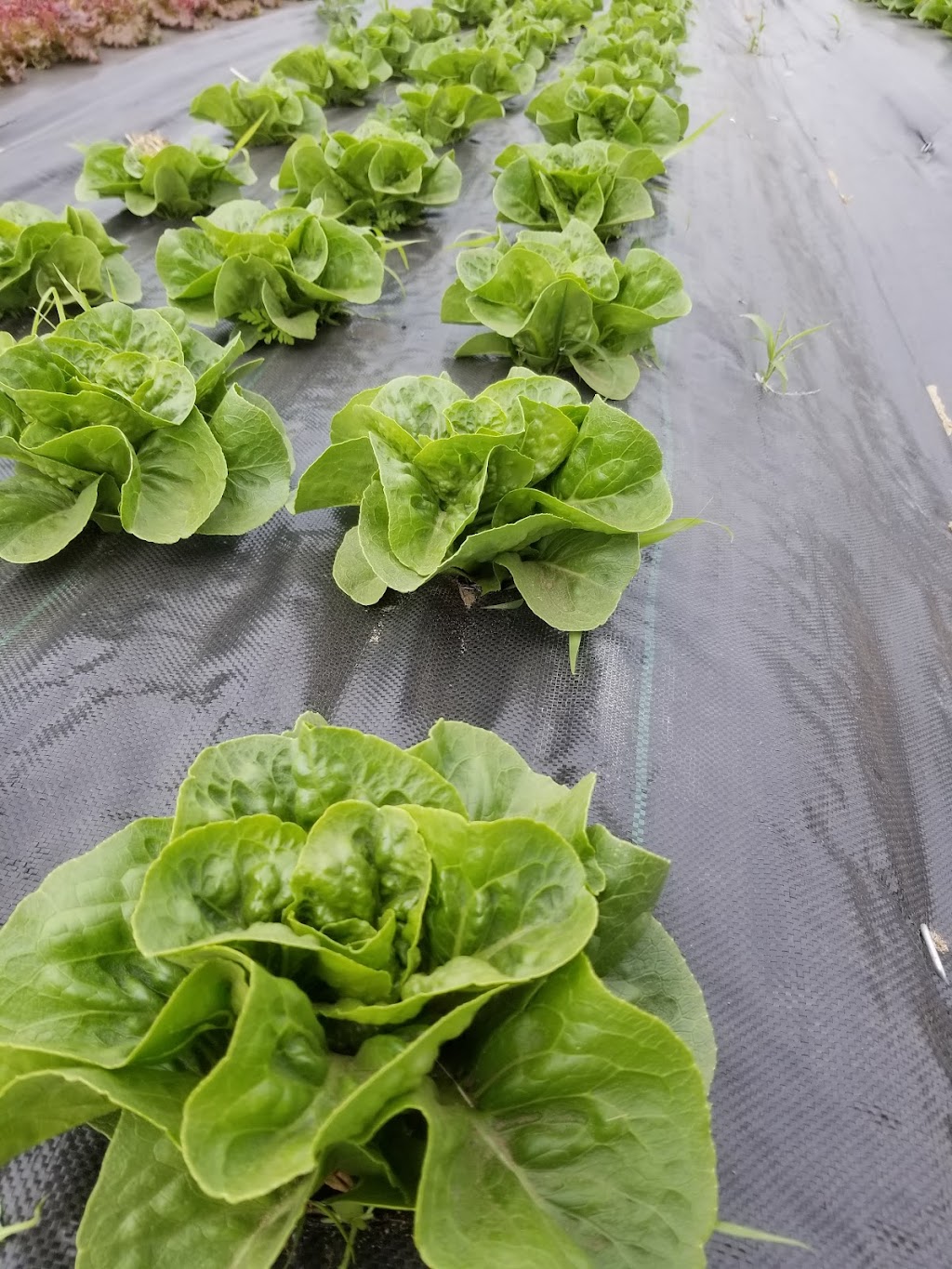 Nos Racines - projet paysan - | 1006 Rang Bourgchemin O, Saint-Hugues, QC J0H 1N0, Canada | Phone: (450) 881-4248