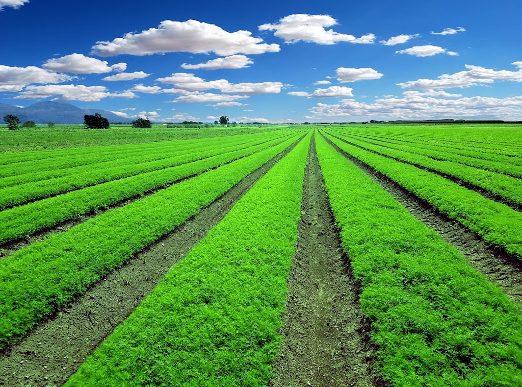 Fermes Trudeau | 138 Chem. Trudeau, Saint-Mathieu-de-Beloeil, QC J3G 0E3, Canada | Phone: (450) 464-2920